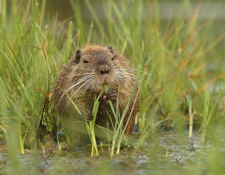 Nutria